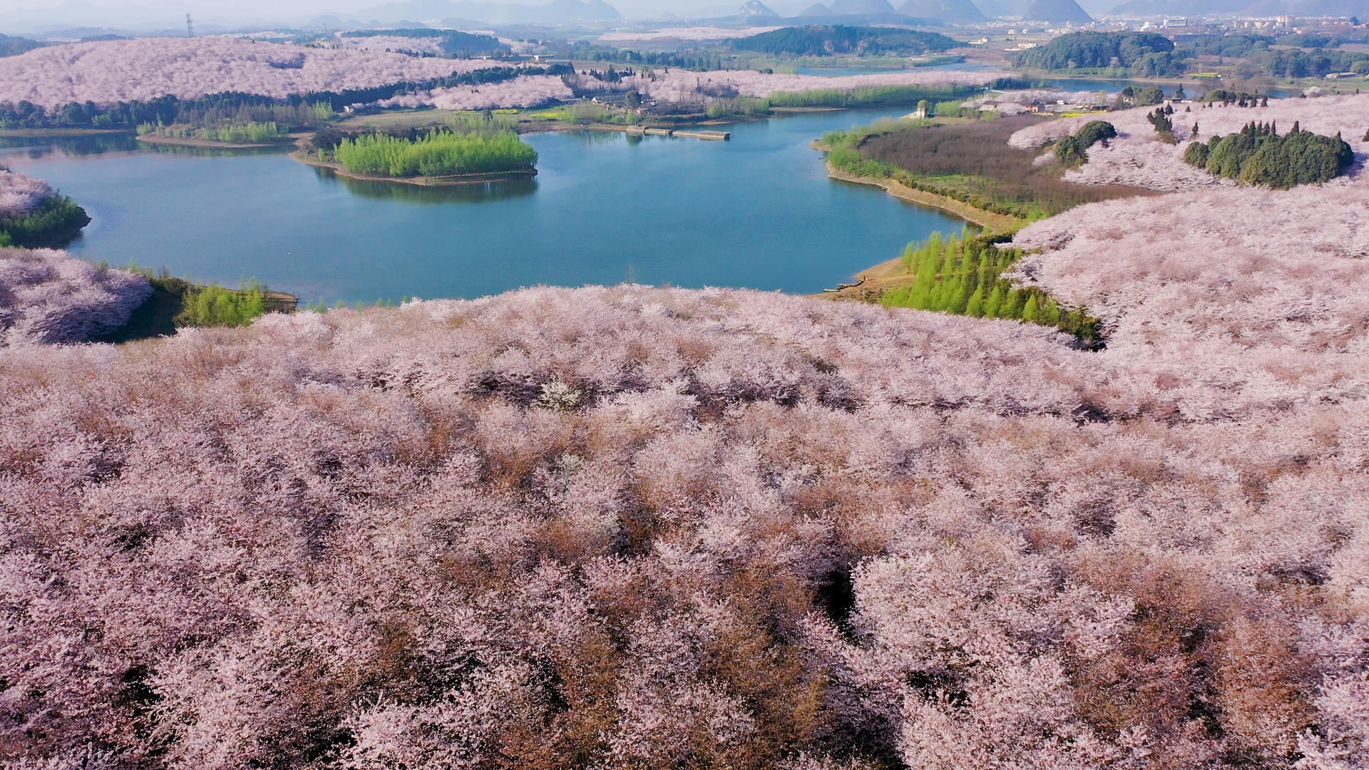 贵州平坝樱花农场视频的预览图