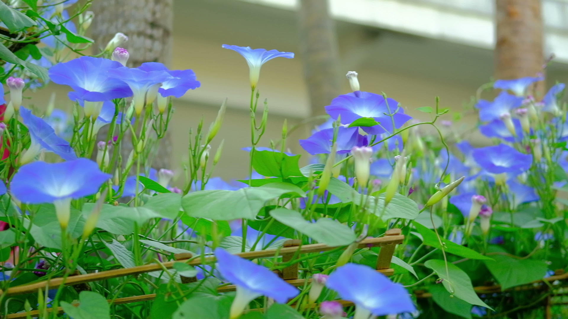 花在花园里开花蓝色植物和藤叶视频的预览图