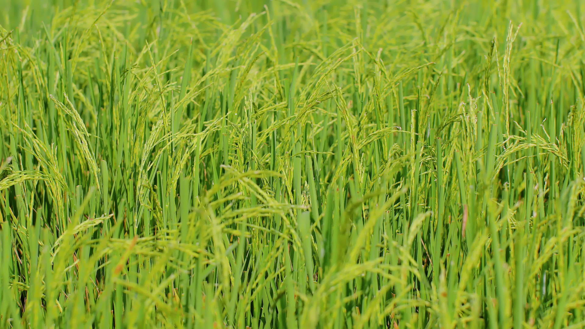 风中摇曳的绿色稻田视频的预览图
