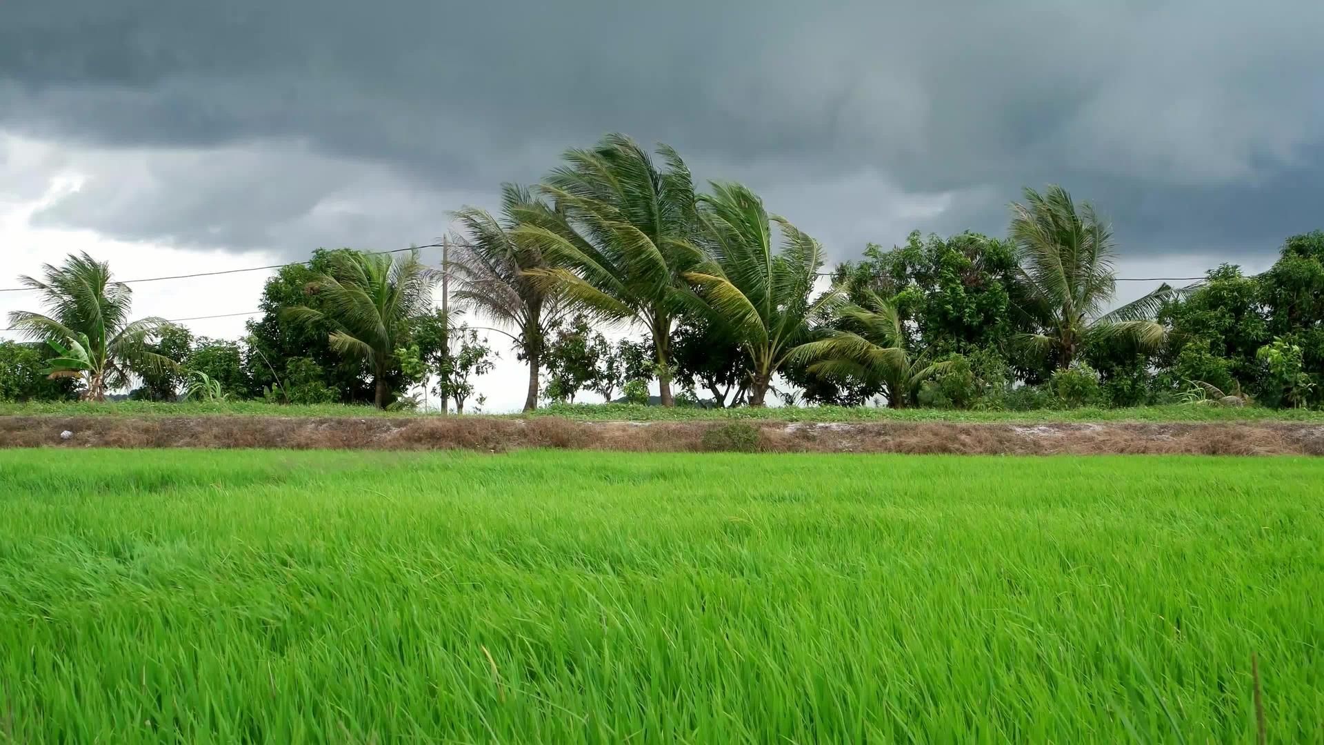 风吹过椰子和稻田视频的预览图