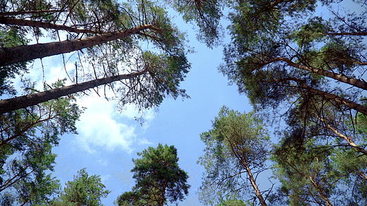 松树从下到上的视图视频的预览图