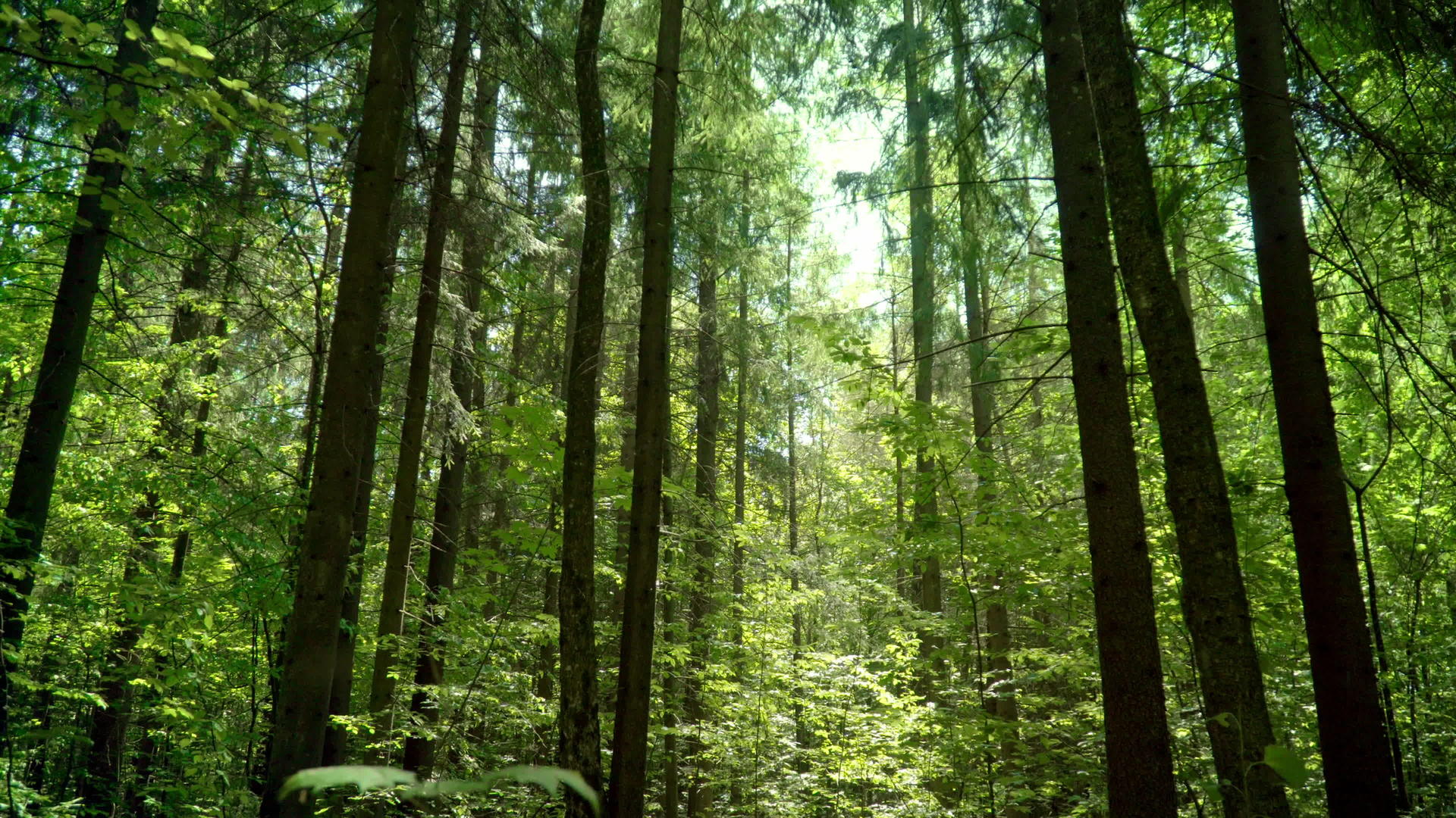 夏天穿过森林视频的预览图