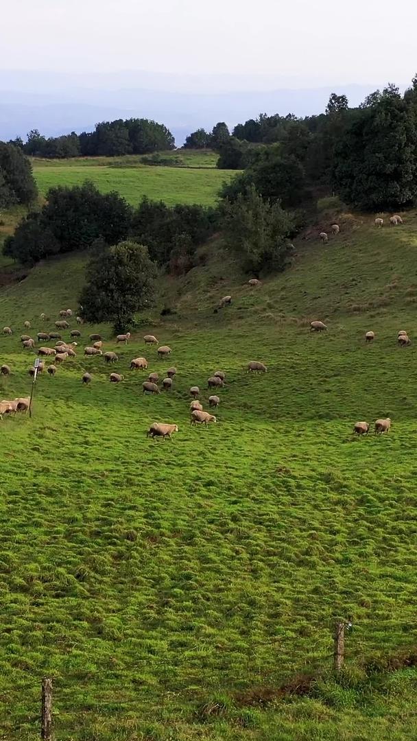 跟随昆明寻甸牧场羊群视频的预览图