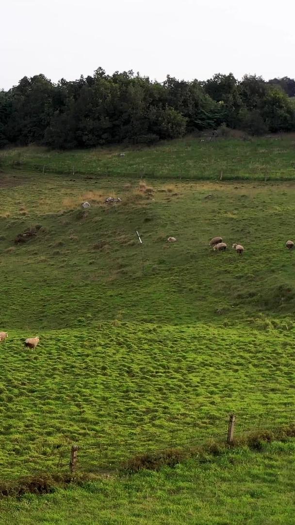 跟随昆明寻甸牧场羊群视频的预览图