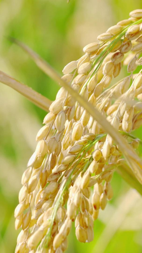 水稻特写糙米丰收秋季田地农业谷类作物视频的预览图