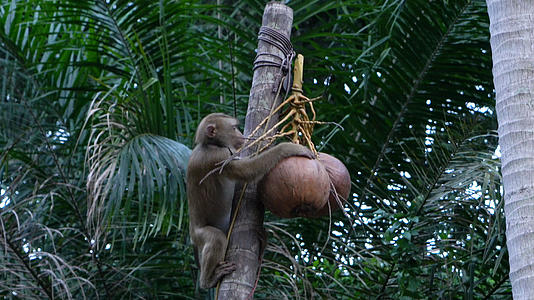 泰国训练猴子摘椰子实拍4K视频的预览图