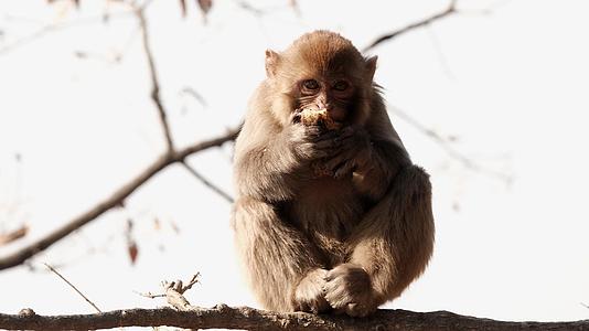 连云港花果山4K景区树上的猴子视频的预览图