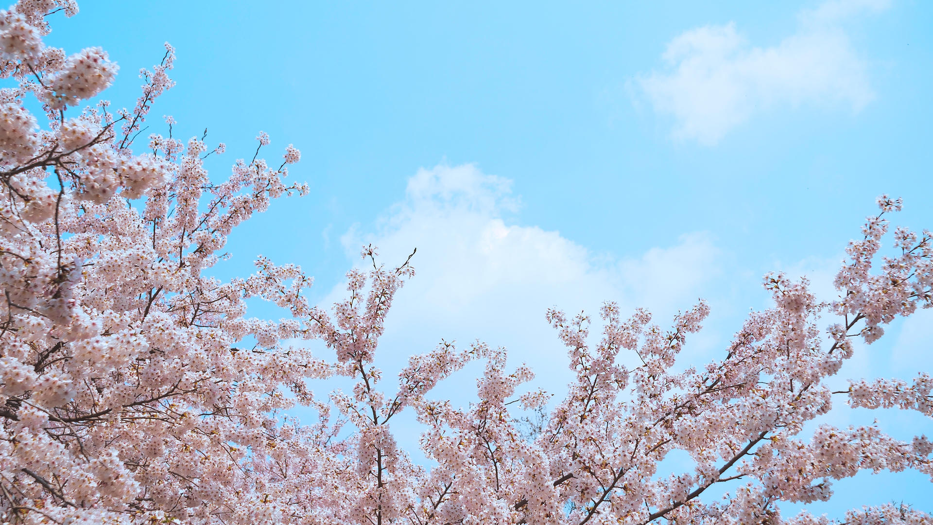 4k小清新春天的樱花和白云视频的预览图