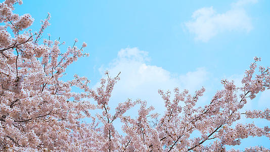 4k小清新春天的樱花和白云视频的预览图
