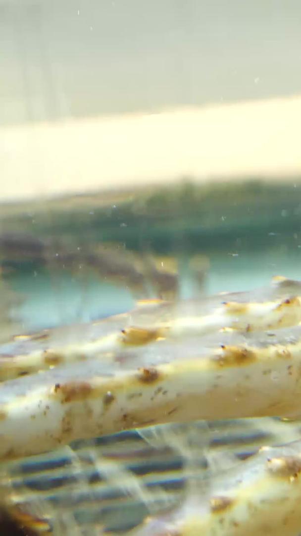 石蟹高清帝王蟹岩蟹视频的预览图