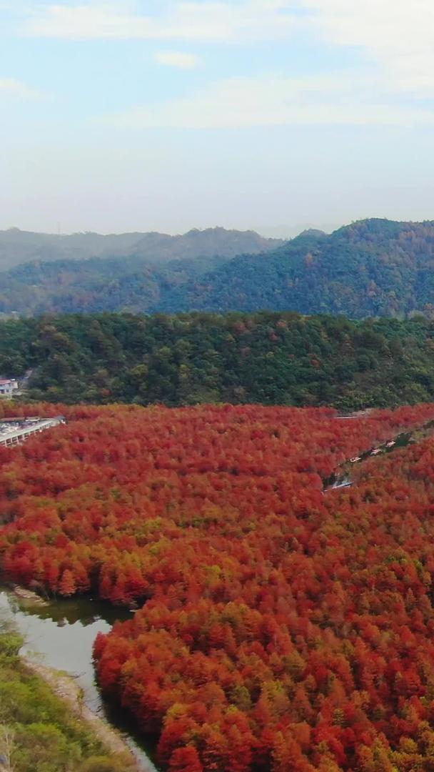 安徽网红旅游景区航拍红衫林景区视频的预览图