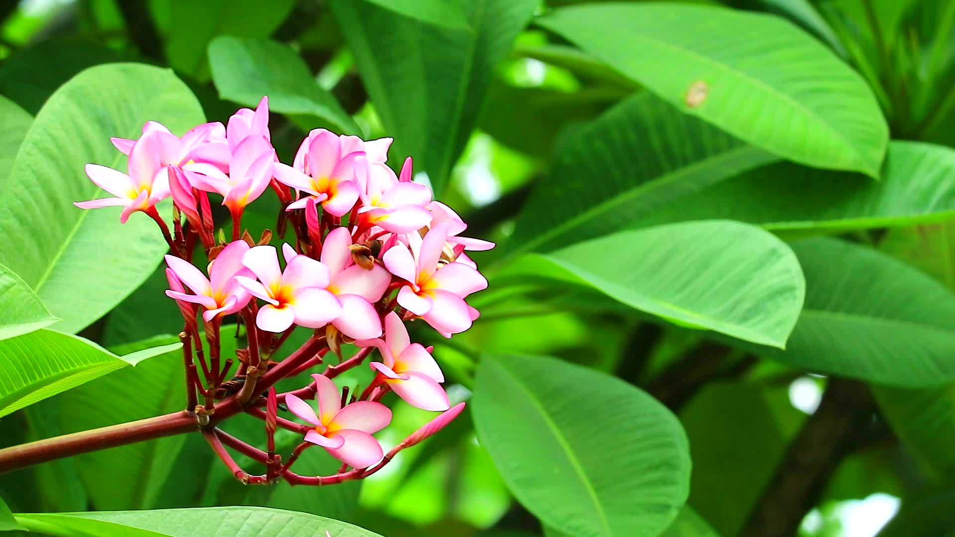 花园背景中的粉色花和绿叶视频的预览图