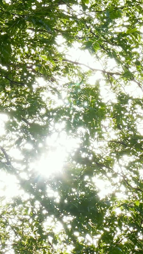 夏天的阳光穿过树叶逆光视频的预览图