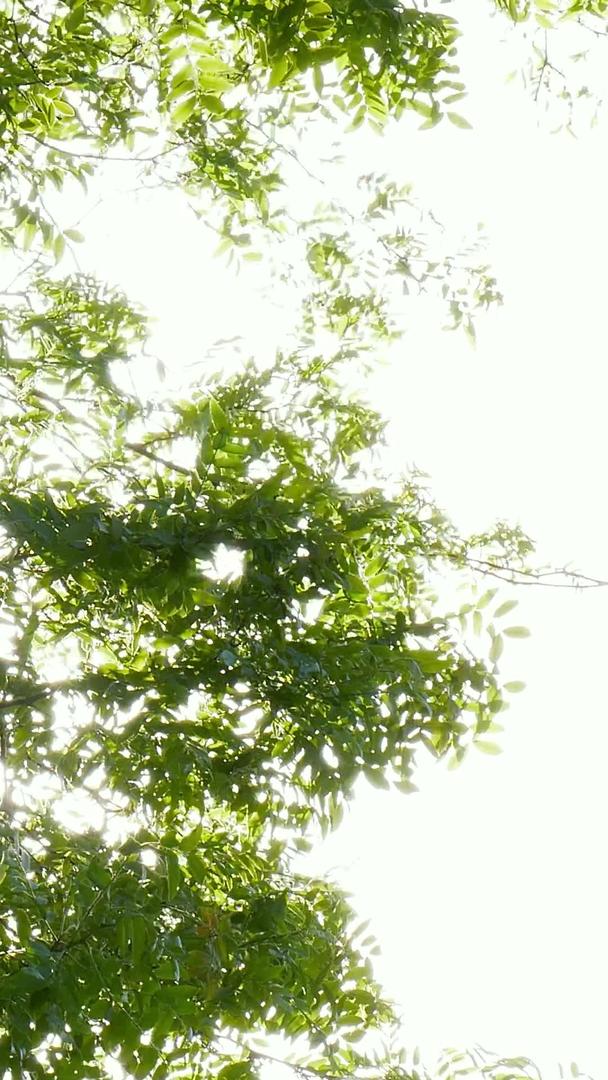 夏天的阳光穿过树叶逆光视频的预览图