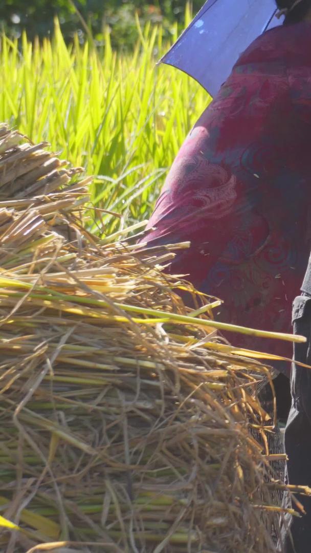 实拍农民收割水稻视频素材视频的预览图