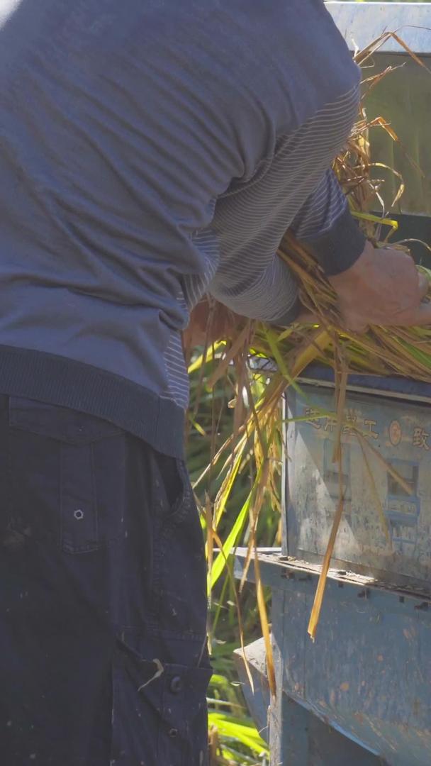 实拍农民收割水稻视频素材视频的预览图