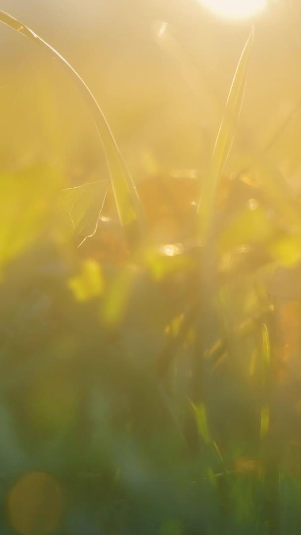夕阳下逆光拍摄草地上枯黄的落叶视频的预览图