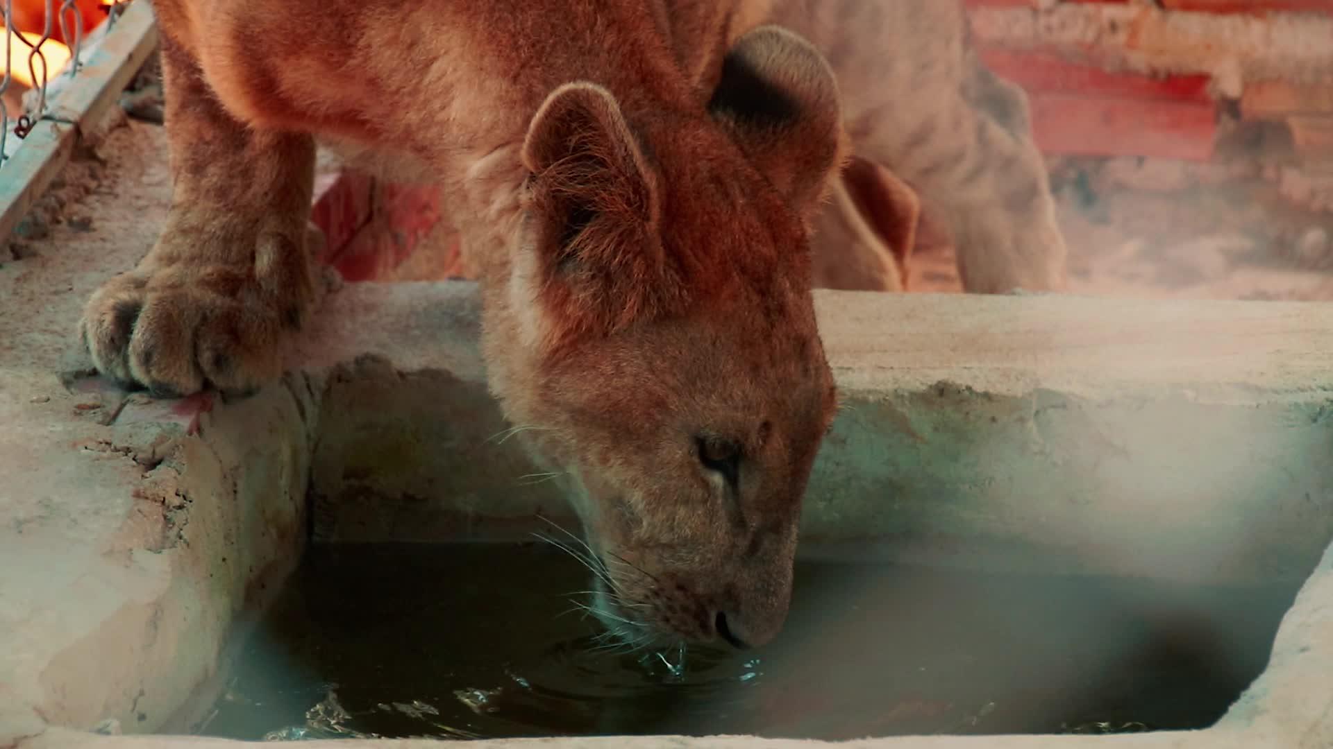 狮子饮水视频的预览图