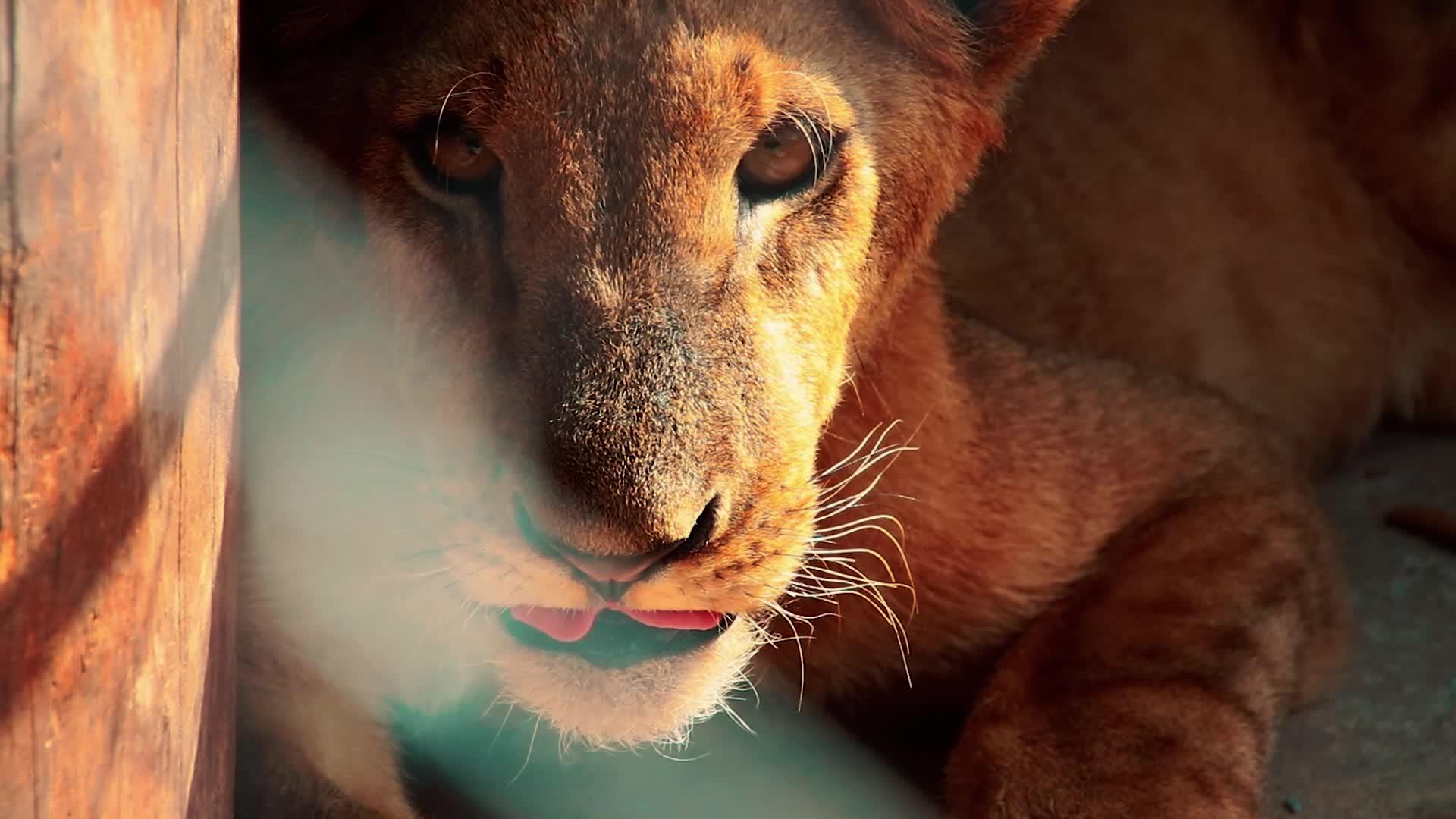 被囚禁的无声狮子幼崽视频的预览图