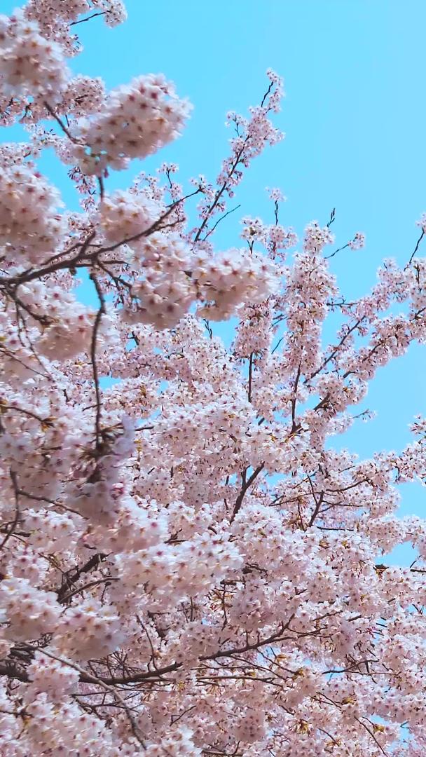 樱花和白云小清新春天视频的预览图