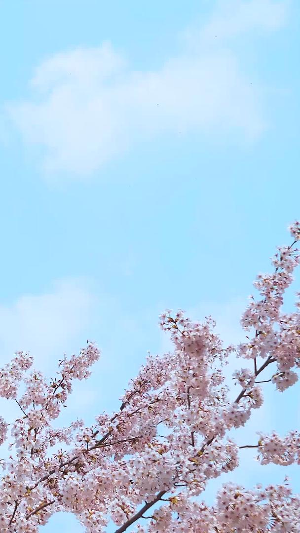 樱花和白云小清新春天视频的预览图