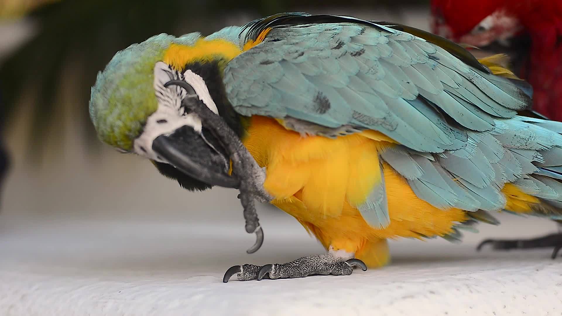 墨西哥的彩色鹦鹉6视频的预览图