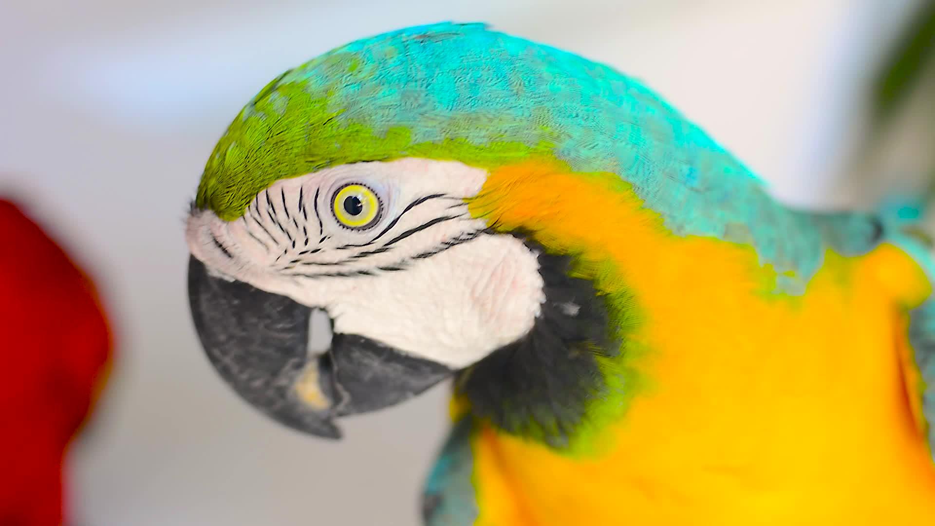 墨西哥的彩色鹦鹉视频的预览图