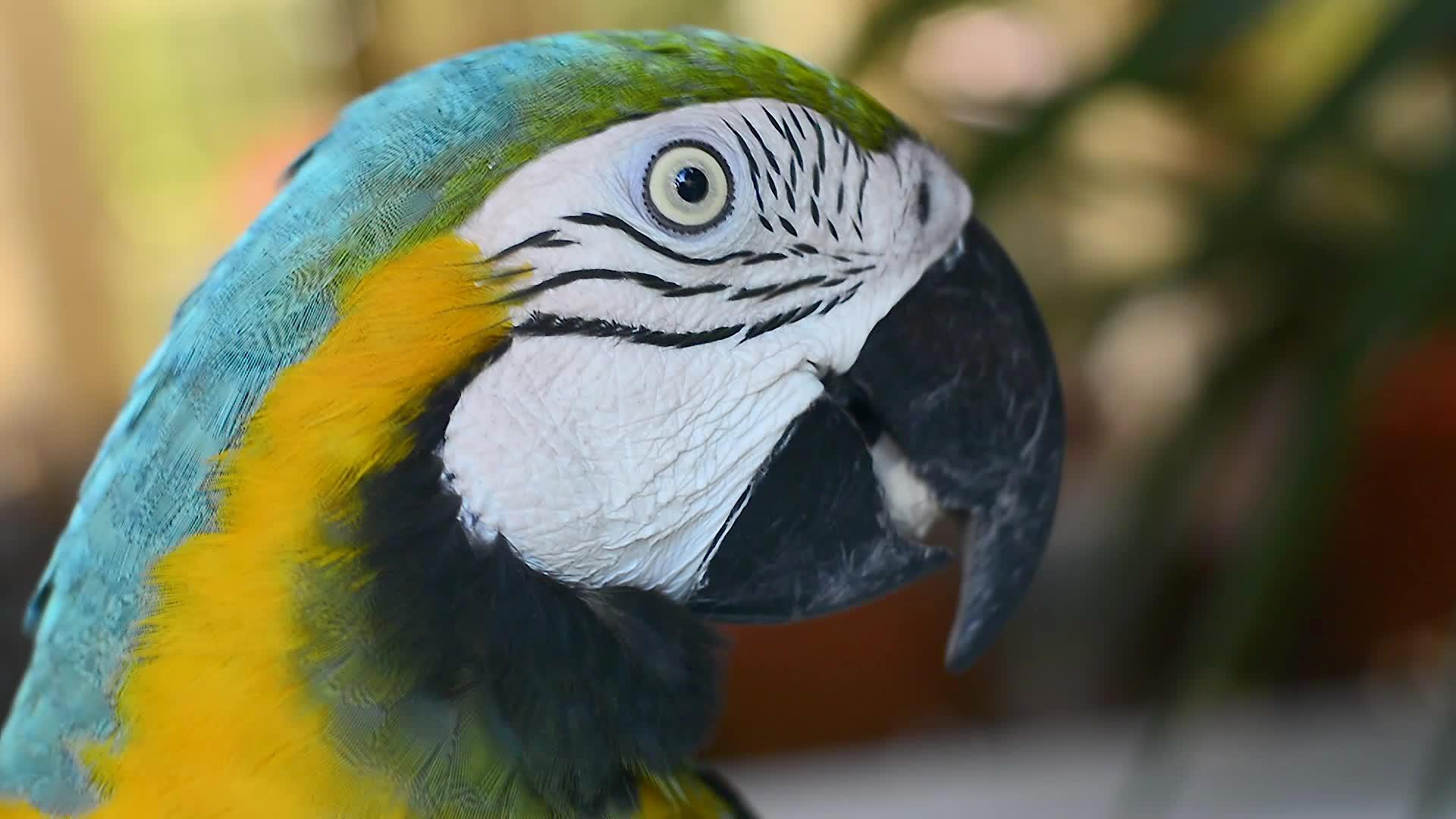 墨西哥的彩色鹦鹉3视频的预览图