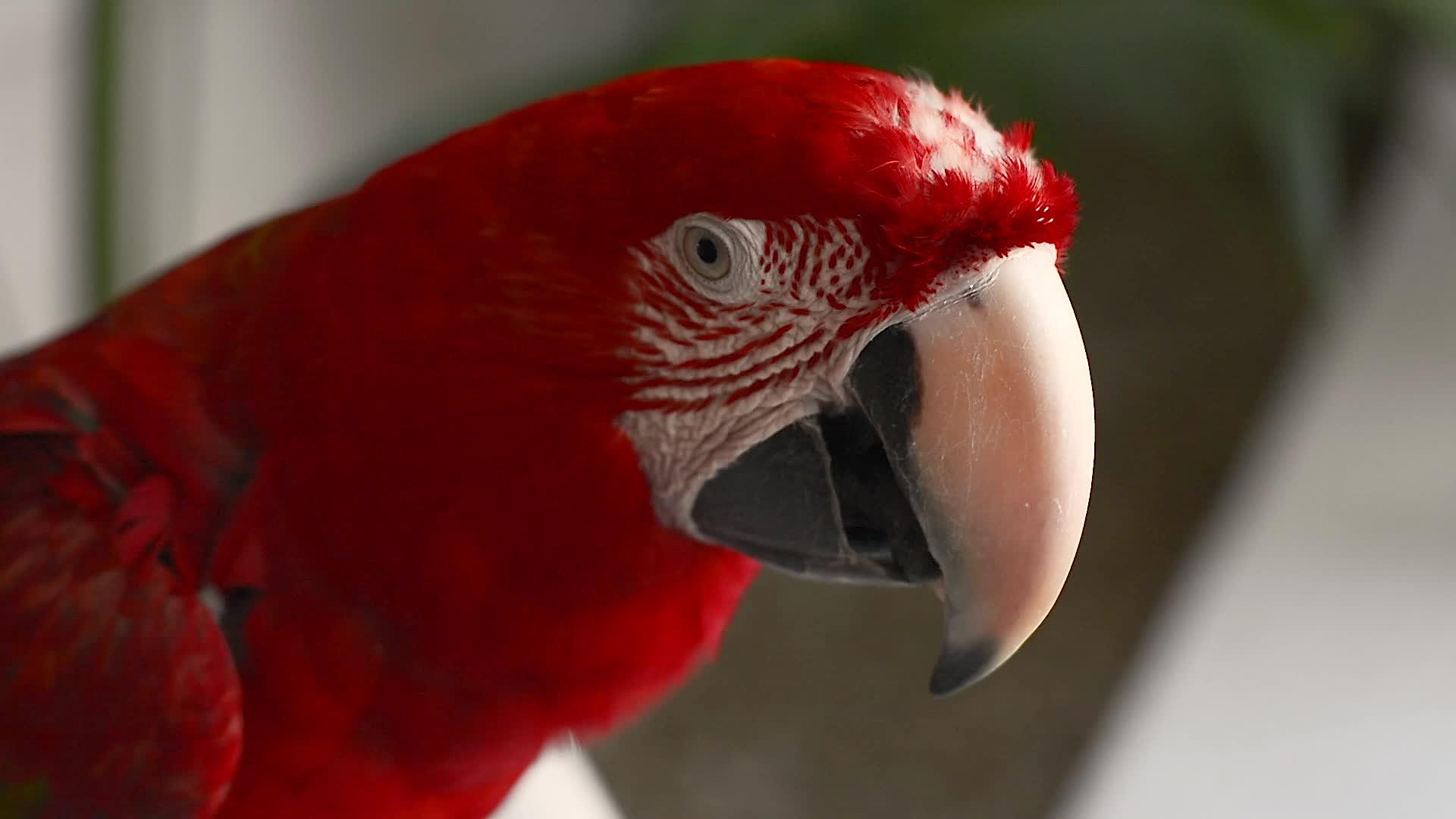 来自墨西哥的五颜六色的鹦鹉视频的预览图