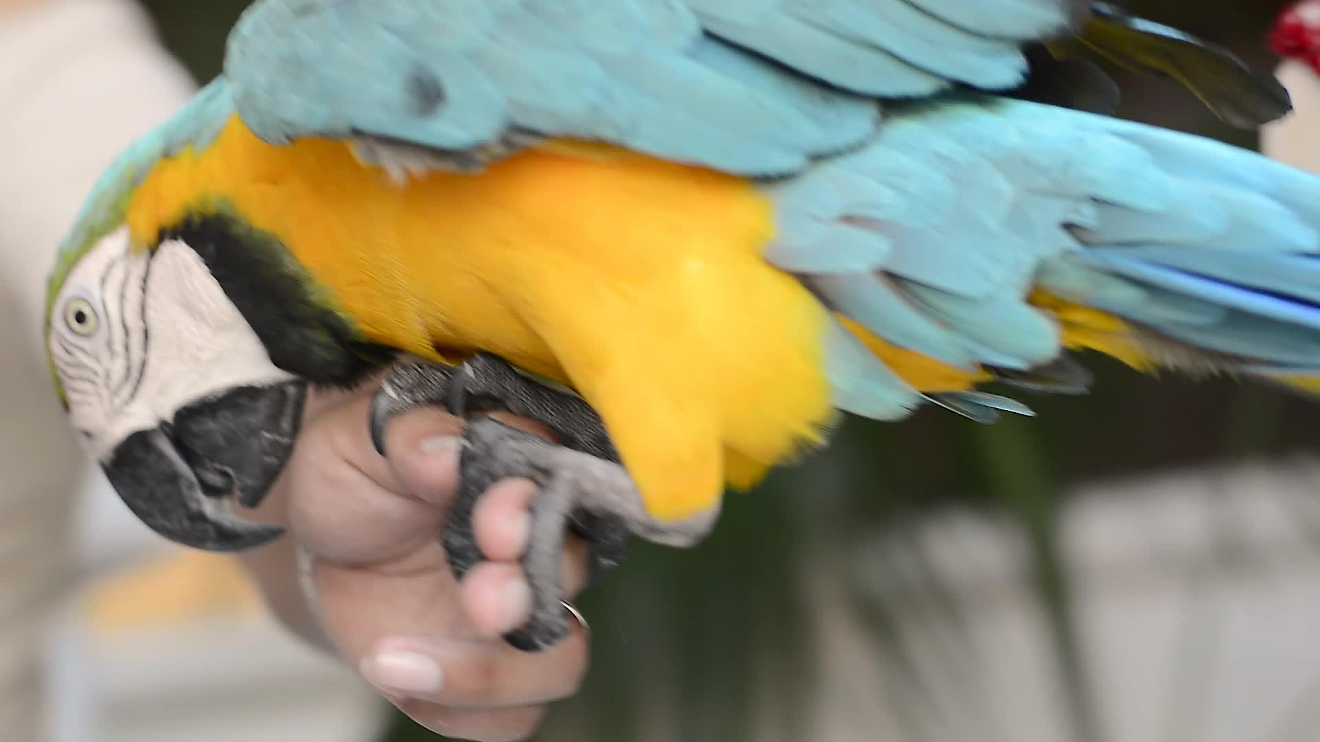 墨西哥的彩色鹦鹉视频的预览图