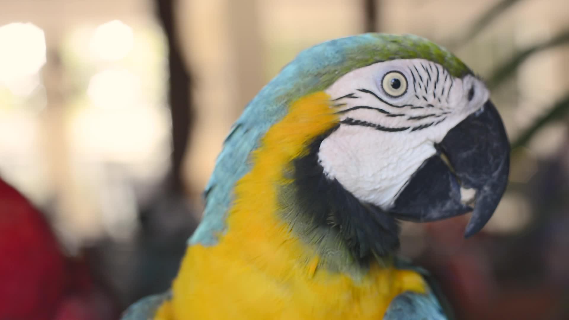 来自墨西哥的彩色鹦鹉特写视频的预览图