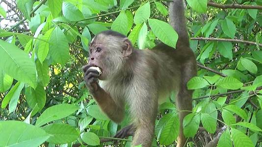 黑猩猩在亚马逊森林的白脸上视频的预览图