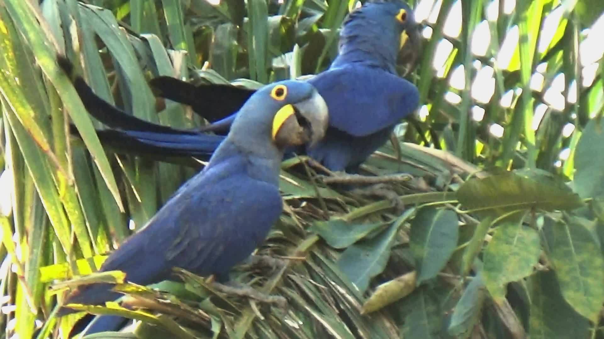 棕榈树上的两只长毛鹦鹉视频的预览图
