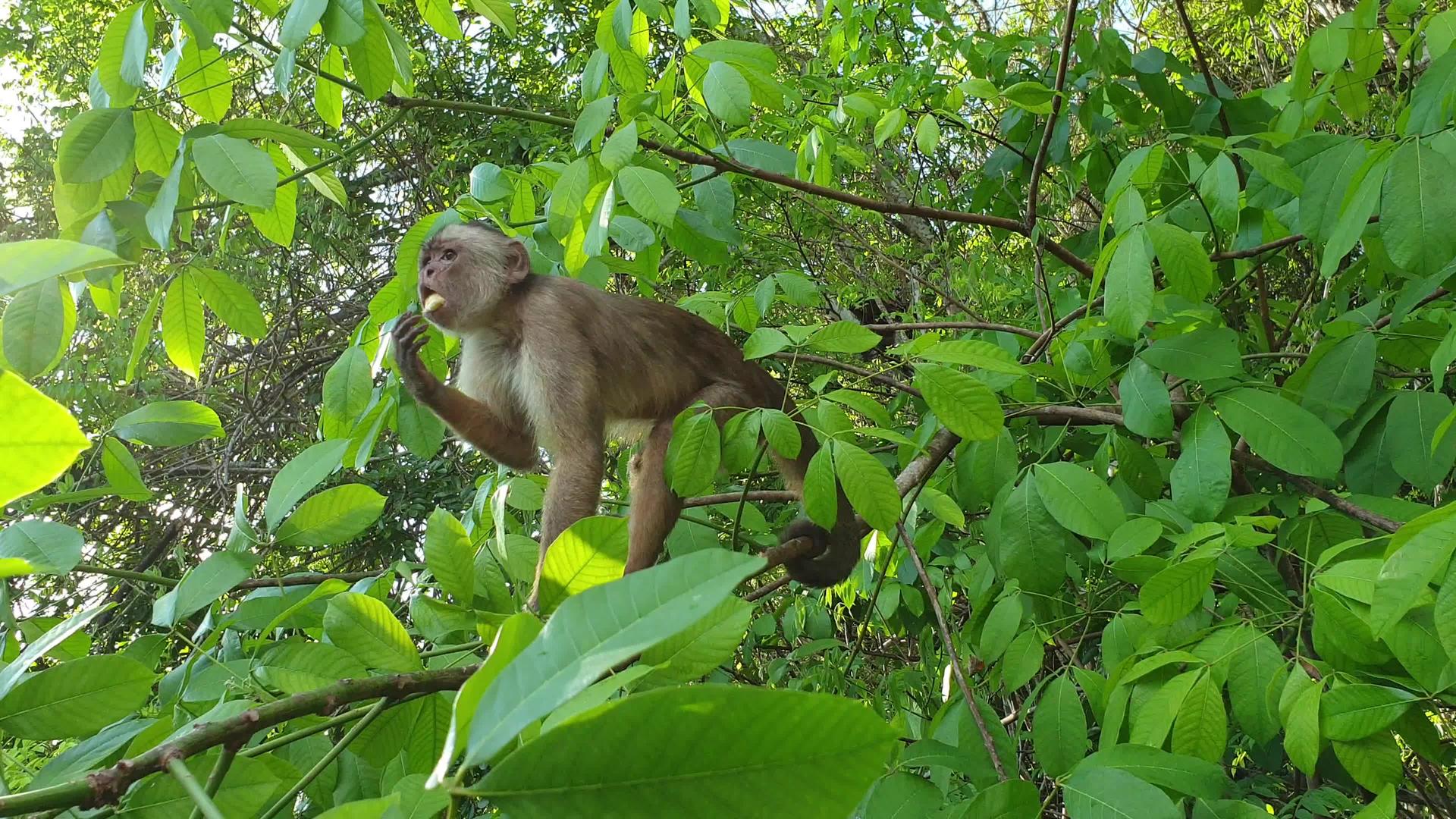 在亚马孙森林白脸黑猩猩视频的预览图
