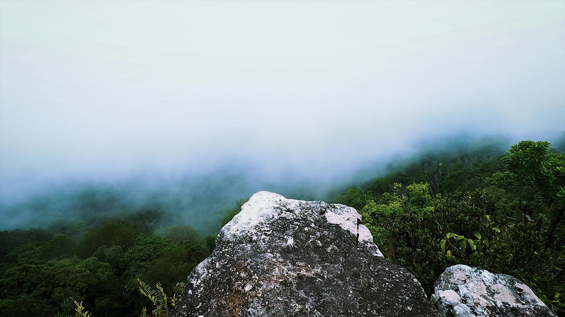 浓雾的亚马孙雨林视频的预览图