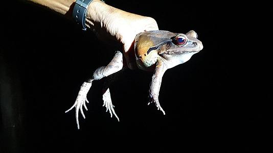一只烟熏丛林青蛙在rioNegro阿马松视频的预览图