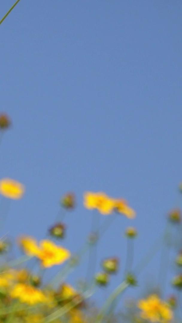 夏季自然风光盛开的野菊视频集合视频的预览图