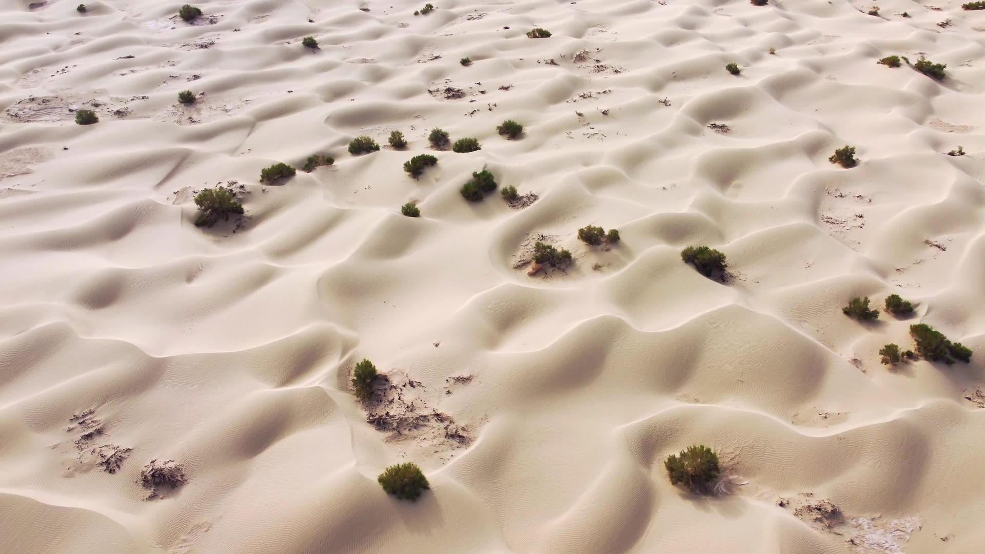 沙漠植物梭梭树视频的预览图
