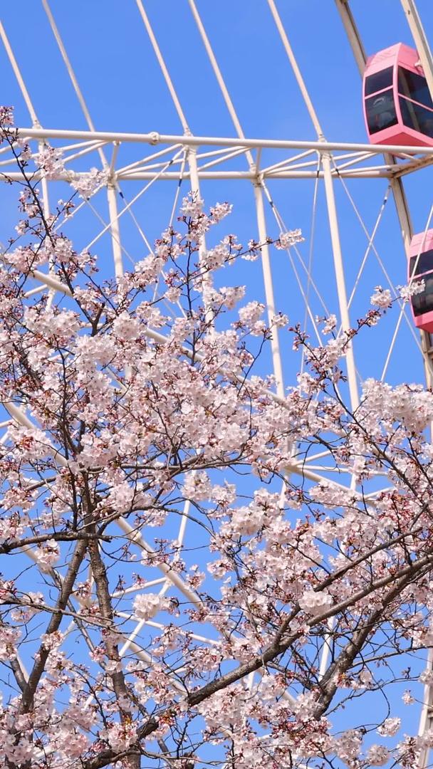 粉红樱花和摩天轮视频的预览图