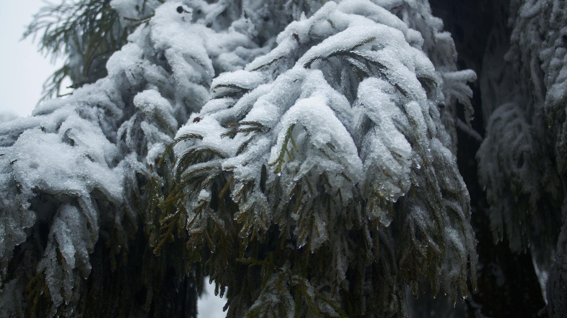 4K实拍冬天松树枝上的雪雪景视频素材视频的预览图
