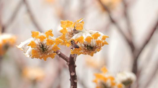 小蜜蜂采蜜实拍视频素材视频的预览图