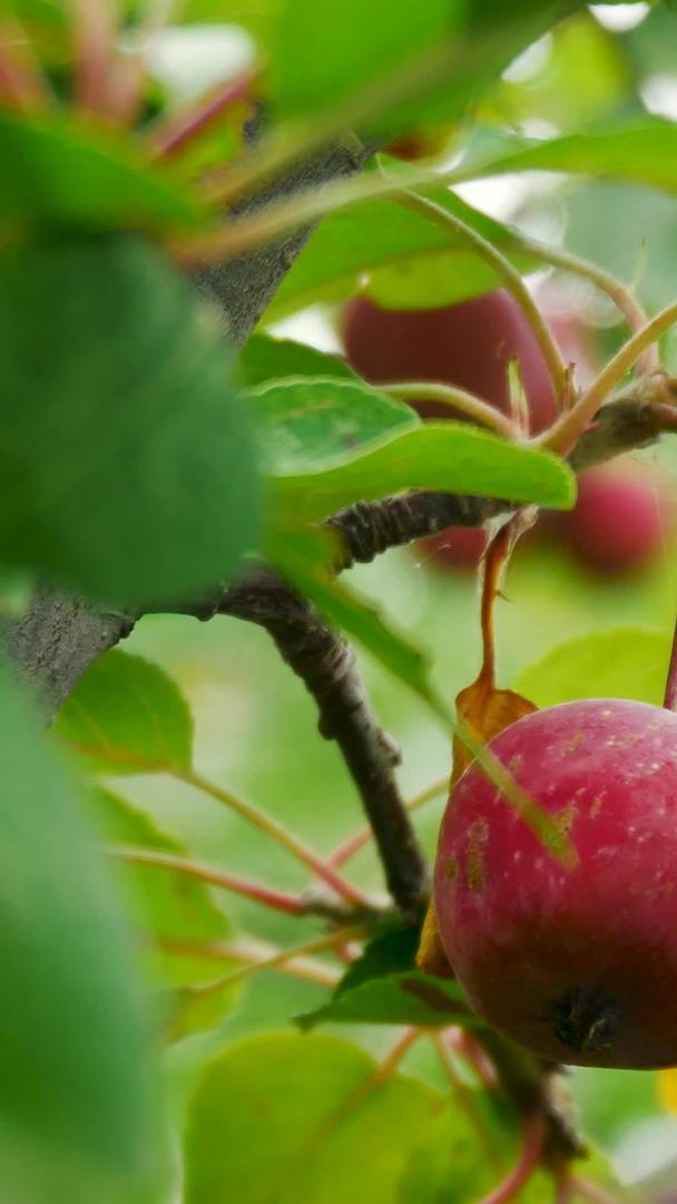 实景拍摄果园苹果树视频的预览图
