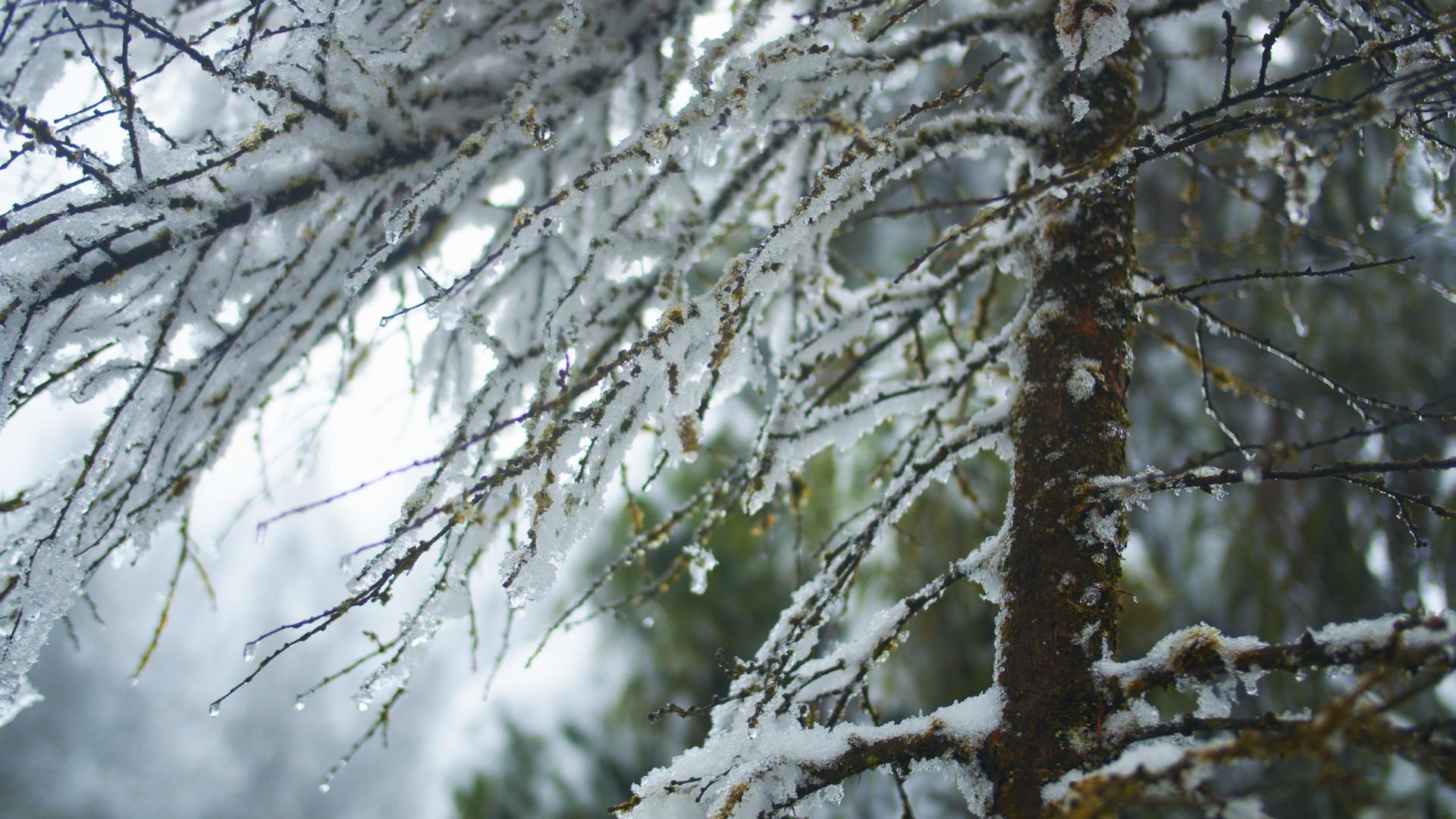 4K实拍冬季唯美树枝上的冰雪实拍素材视频的预览图