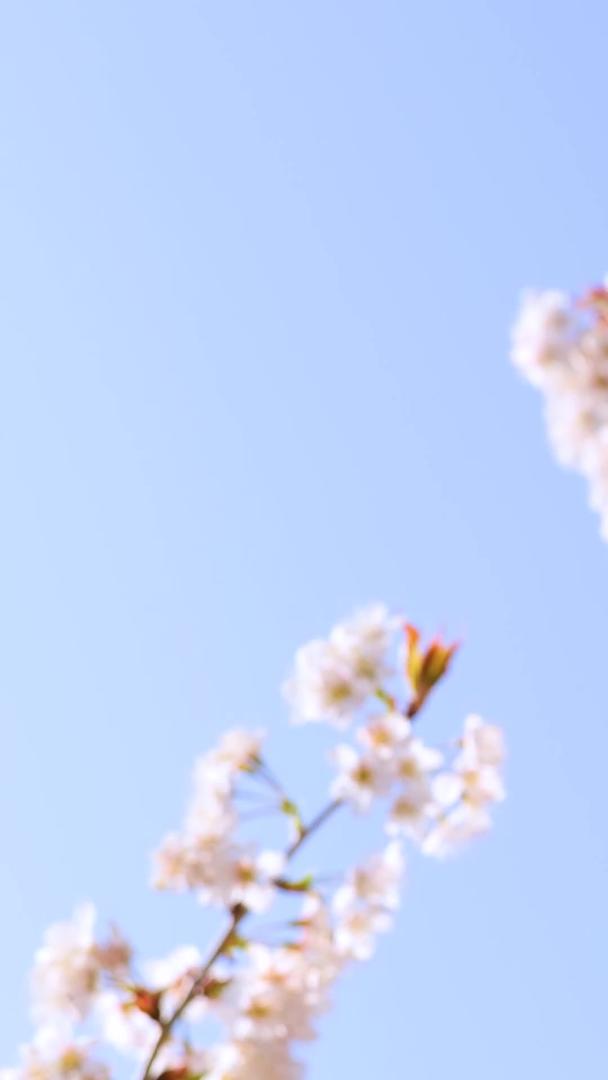 升级青岛樱花谷樱花盛开视频的预览图