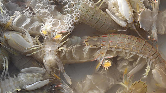 实拍海鲜皮皮虾4K视频合集视频的预览图