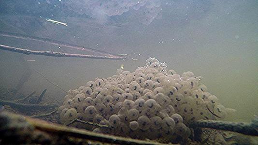 卵和花粉的巨大水下视图视频的预览图