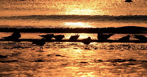 清晨金色阳光里觅食的海鸥视频的预览图