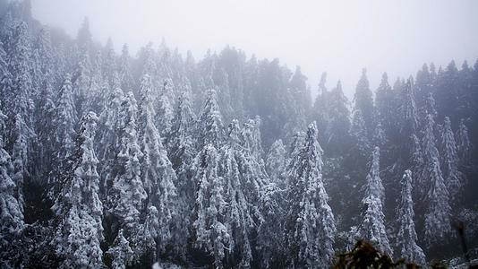 4K实拍森林中的树木雪景实拍素材视频的预览图