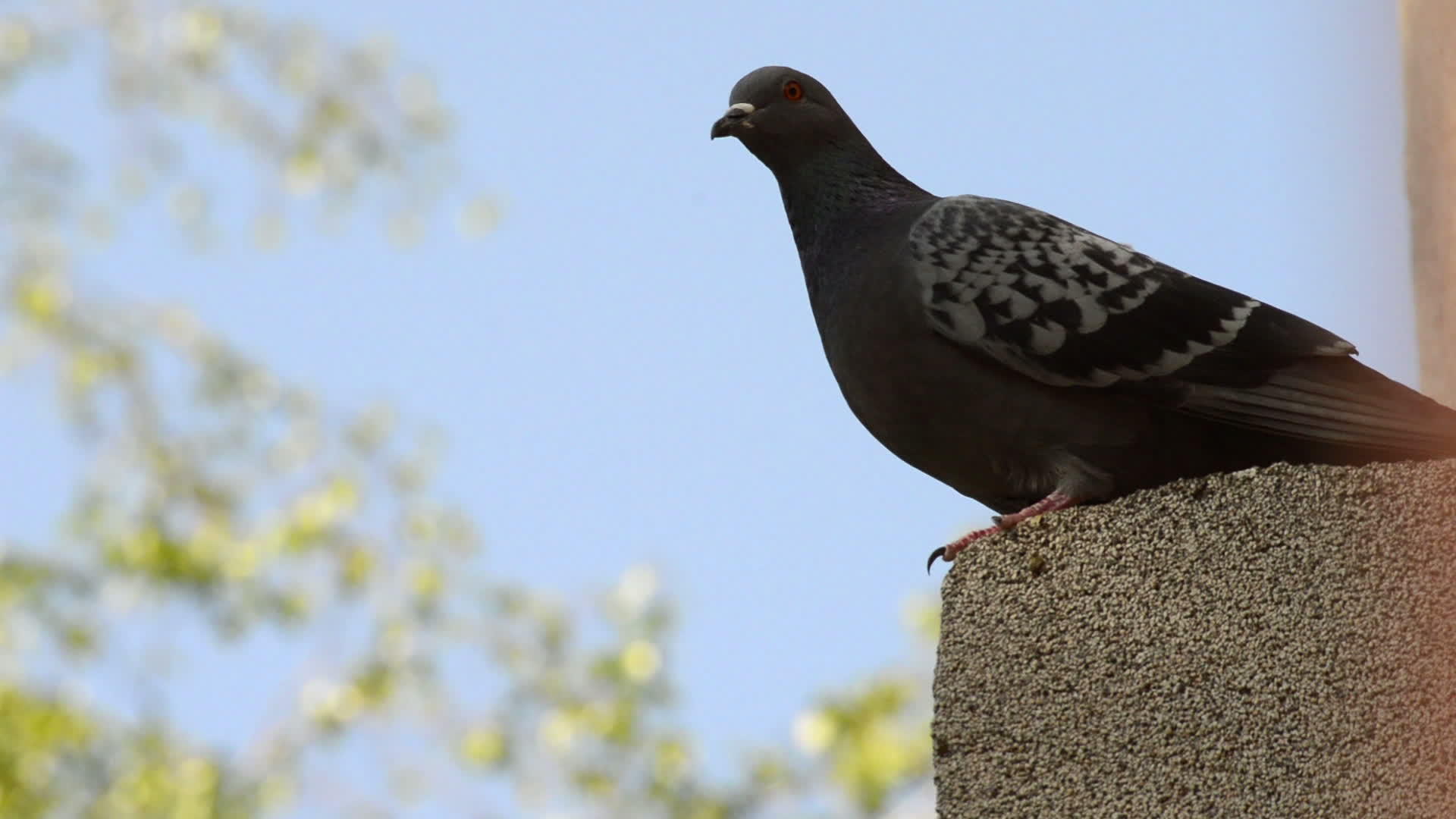 美丽的鸽子站在屋顶的边缘视频的预览图