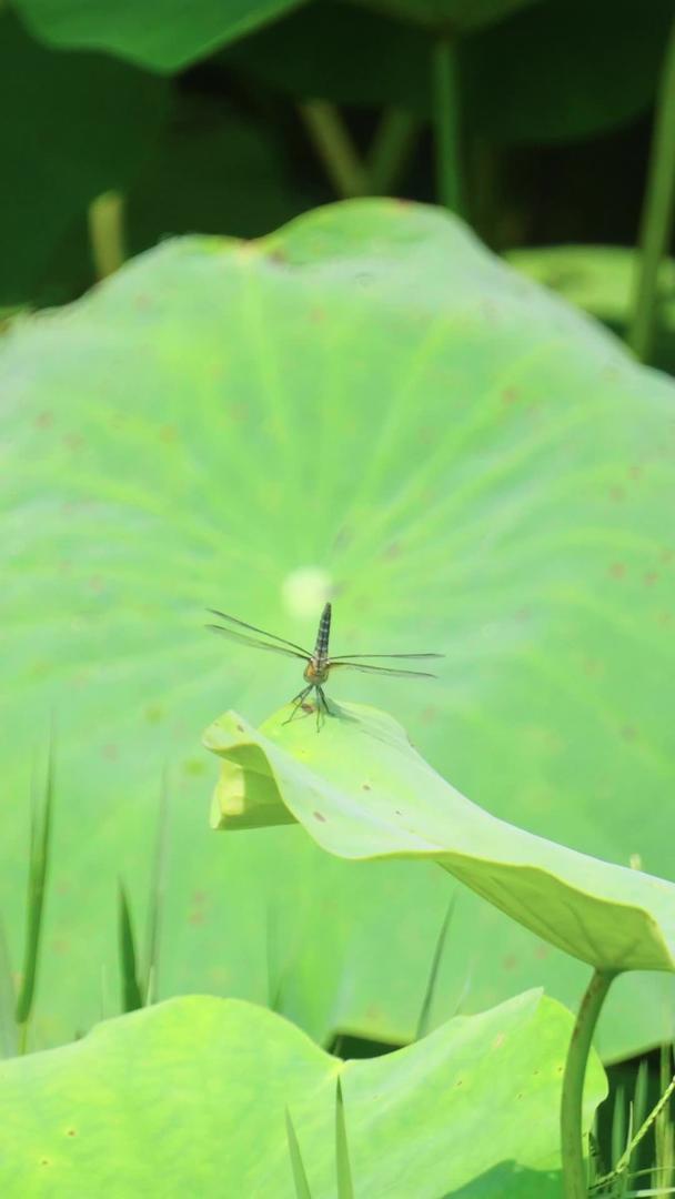 实拍荷叶上的蜻蜓视频的预览图